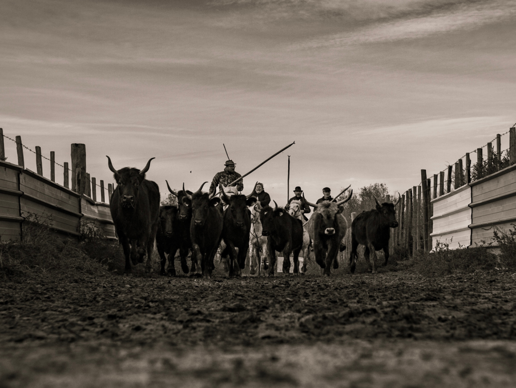 Gardians et taureaux pris en photo lors d'un stage photo en camargue. La Daronniere